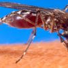 Condomínios devem fazer mutirão contra o mosquito